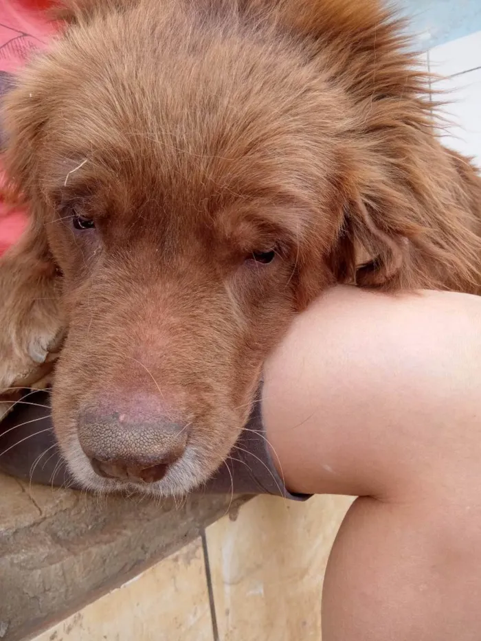 Cachorro ra a  idade  nome Léo 