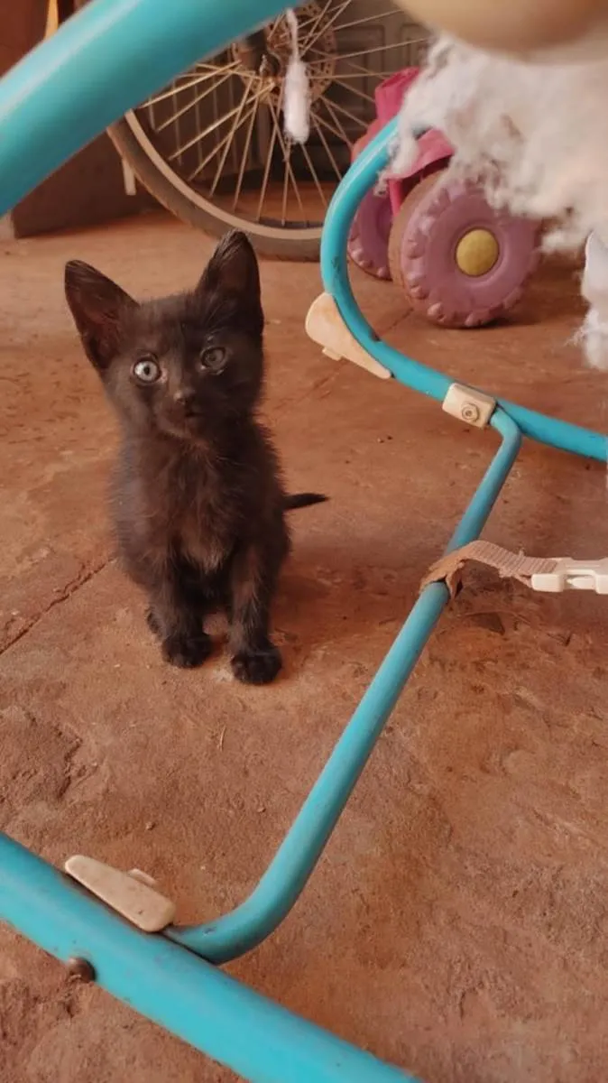 Gato ra a SRD-ViraLata idade 2 a 6 meses nome Lindos gatinhos