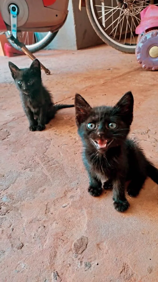 Gato ra a SRD-ViraLata idade 2 a 6 meses nome Lindos gatinhos