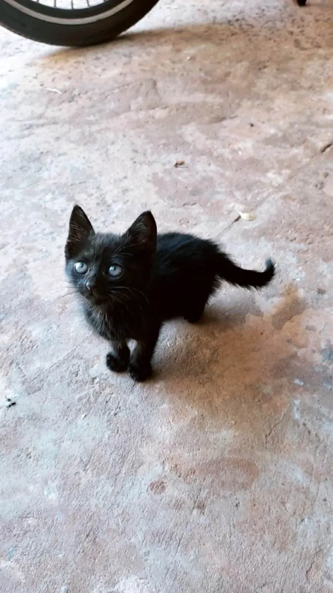 Gato ra a SRD-ViraLata idade 2 a 6 meses nome Lindos gatinhos