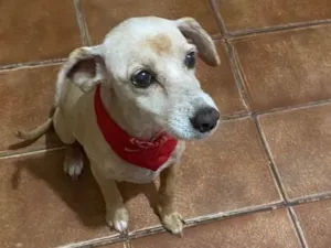 Cachorro raça Indefinido idade 6 ou mais anos nome Baby
