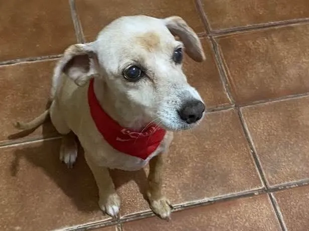 Cachorro raça Indefinido idade 6 ou mais anos nome Baby