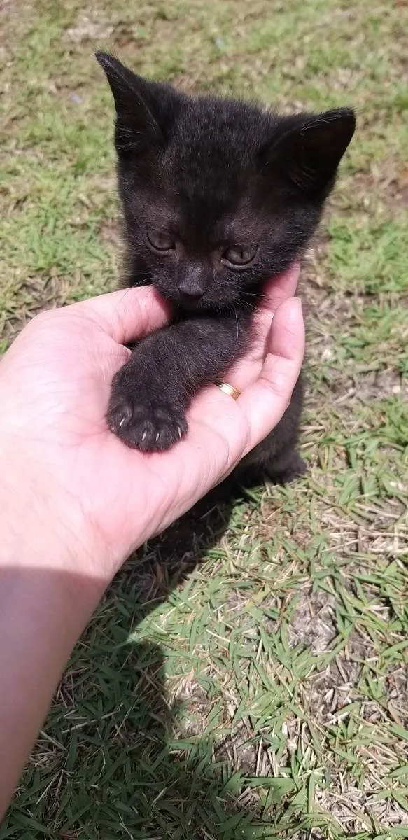 Gato ra a  idade Abaixo de 2 meses nome Maurício 