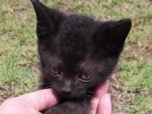 Gato raça  idade Abaixo de 2 meses nome Maurício 