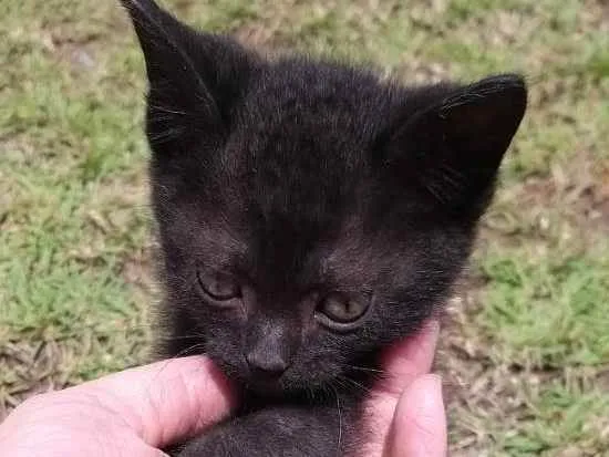 Gato ra a  idade Abaixo de 2 meses nome Maurício 