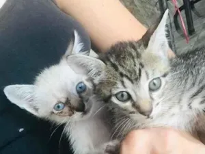 Gato raça Gatos  idade 2 a 6 meses nome Gatos 