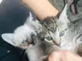 Gatos