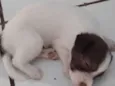 Ursinho 