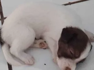 Cachorro raça Indefinida  idade Abaixo de 2 meses nome Ursinho 