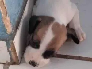 Cachorro raça Indefinida  idade Abaixo de 2 meses nome Gisele um
