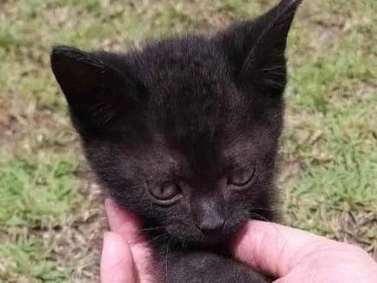 Gato ra a  idade Abaixo de 2 meses nome Maurício 