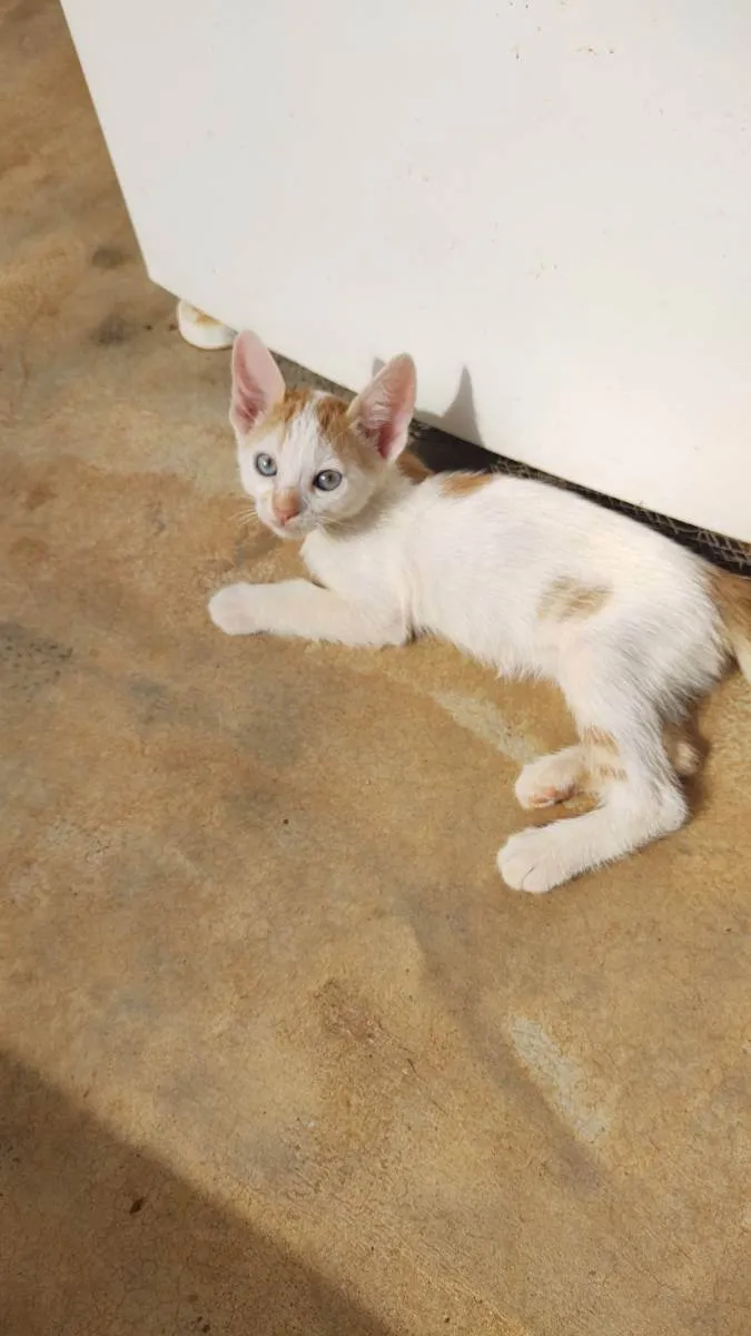 Gato raça Sem raça definida  idade Abaixo de 2 meses nome Gatos 