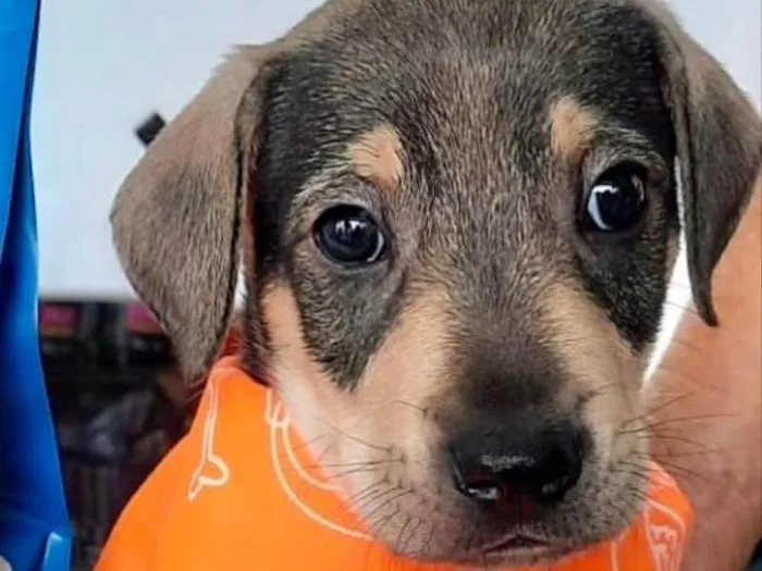 Cachorro ra a Mestiço  idade Abaixo de 2 meses nome Thor 