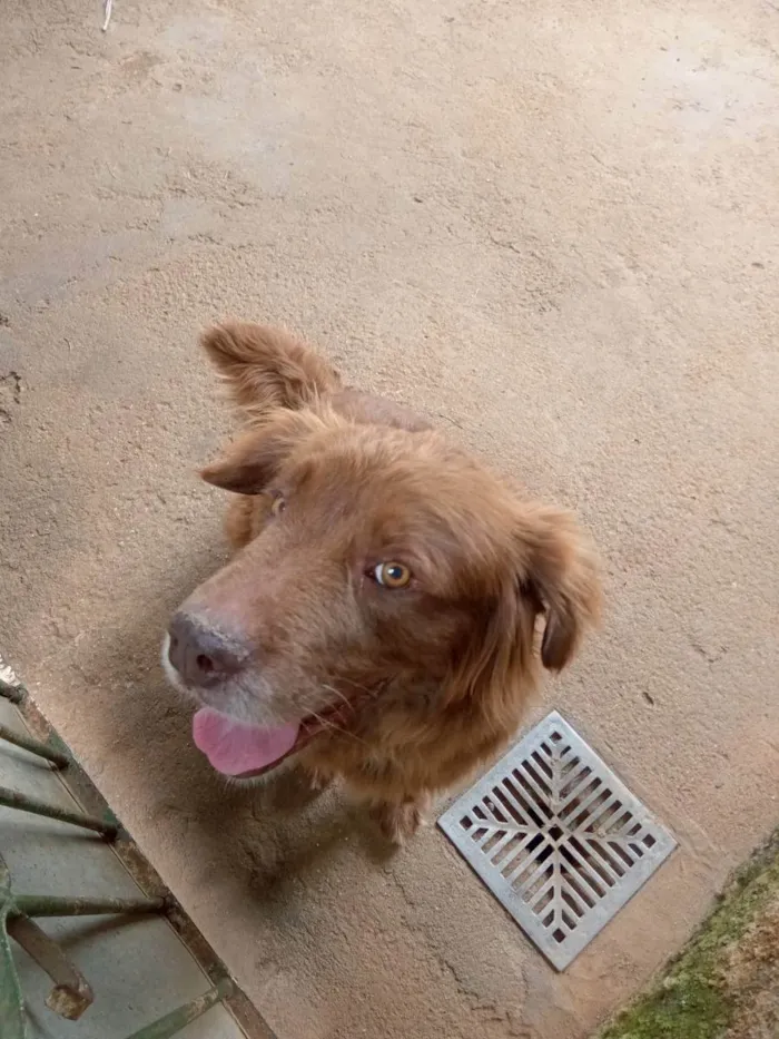 Cachorro ra a  idade  nome Léo 