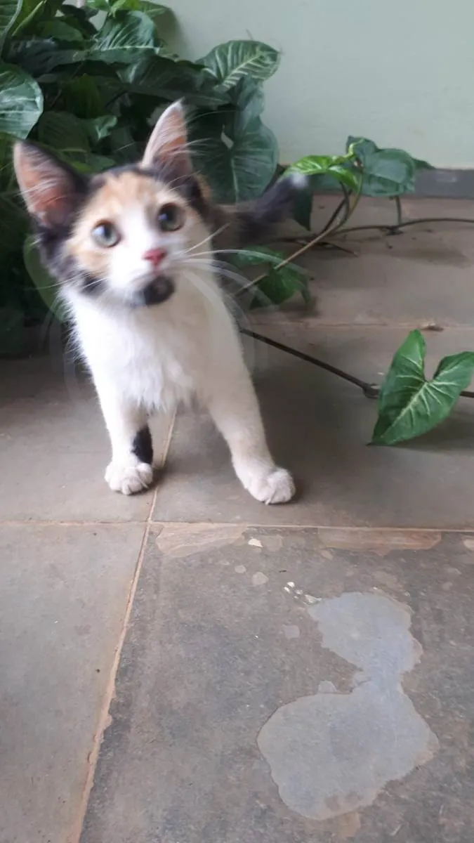 Gato ra a  idade 2 a 6 meses nome sem nome