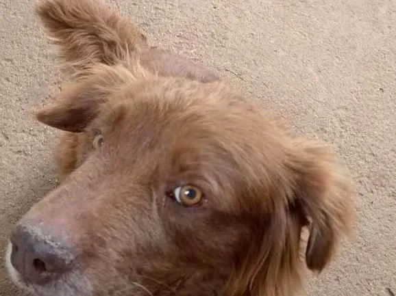 Cachorro ra a  idade  nome Léo 