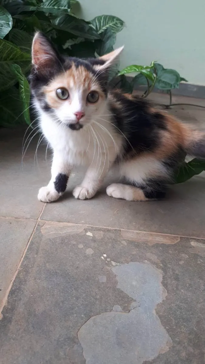 Gato ra a  idade 2 a 6 meses nome sem nome