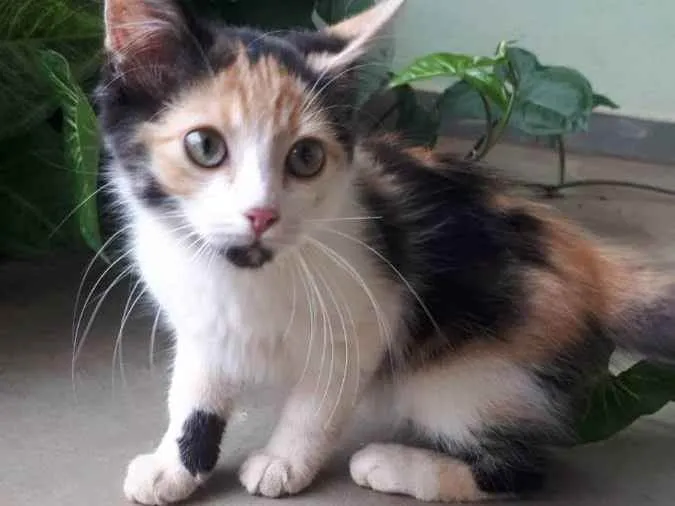 Gato ra a  idade 2 a 6 meses nome sem nome