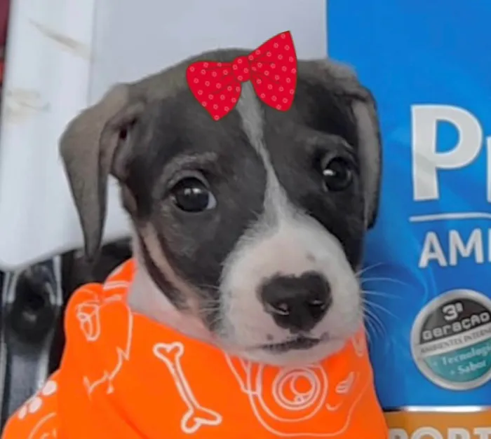 Cachorro ra a Mestiça  idade Abaixo de 2 meses nome Kiara 