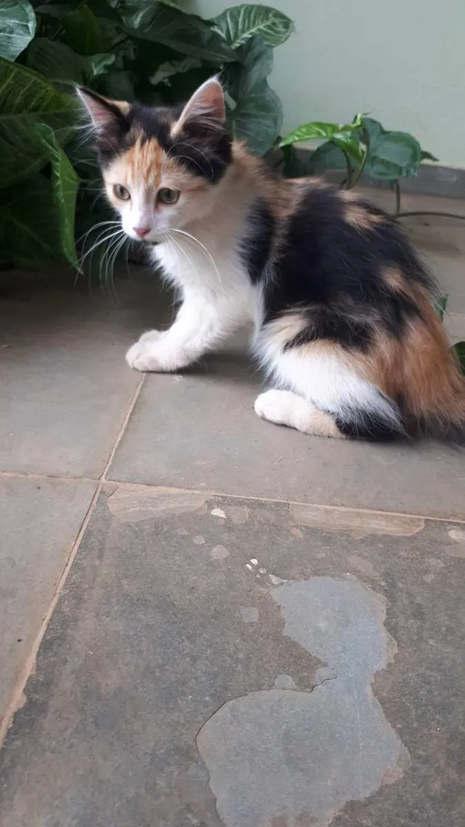 Gato ra a  idade 2 a 6 meses nome sem nome