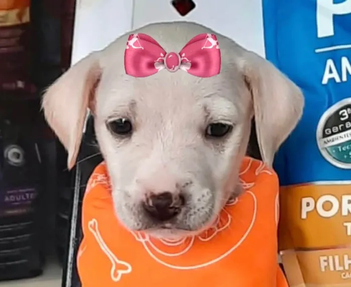 Cachorro ra a Mestiça  idade Abaixo de 2 meses nome Gaia 