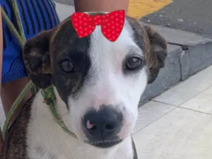 Cachorro raça Mestiça  idade 7 a 11 meses nome Lassie 