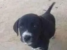 Cachorro ra a Srd idade 2 a 6 meses nome Sem nomr