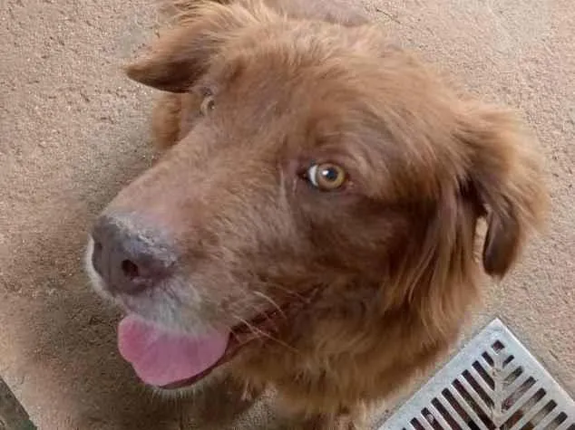 Cachorro ra a  idade  nome Léo 