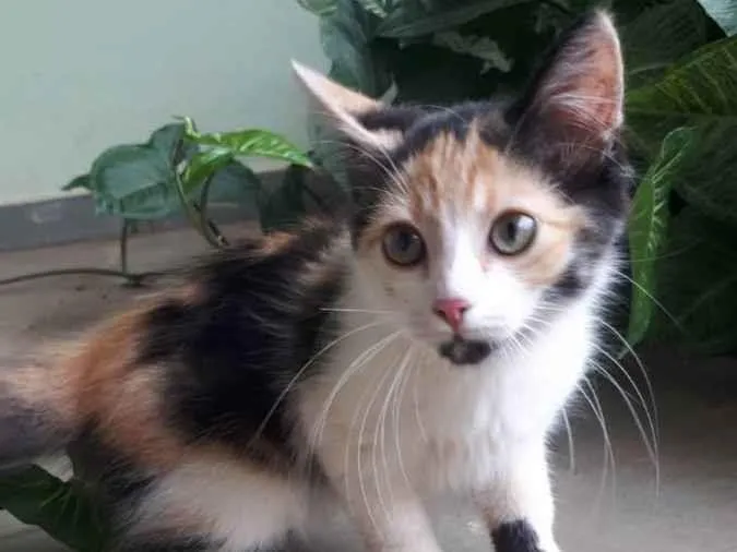 Gato ra a  idade 2 a 6 meses nome sem nome