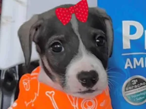 Cachorro raça Mestiça  idade Abaixo de 2 meses nome Kiara 