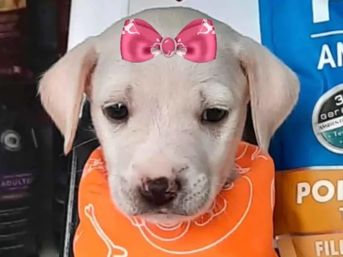 Cachorro ra a Mestiça  idade Abaixo de 2 meses nome Gaia 