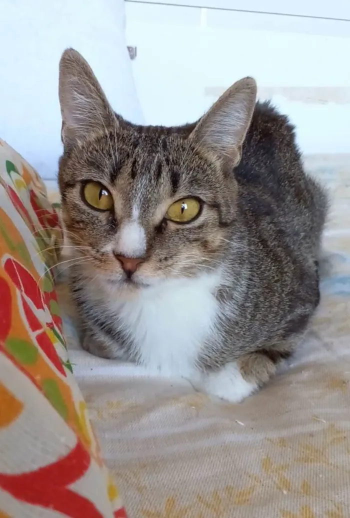 Gato ra a Srd idade 1 ano nome Belinha