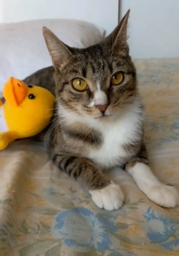 Gato ra a Srd idade 1 ano nome Belinha