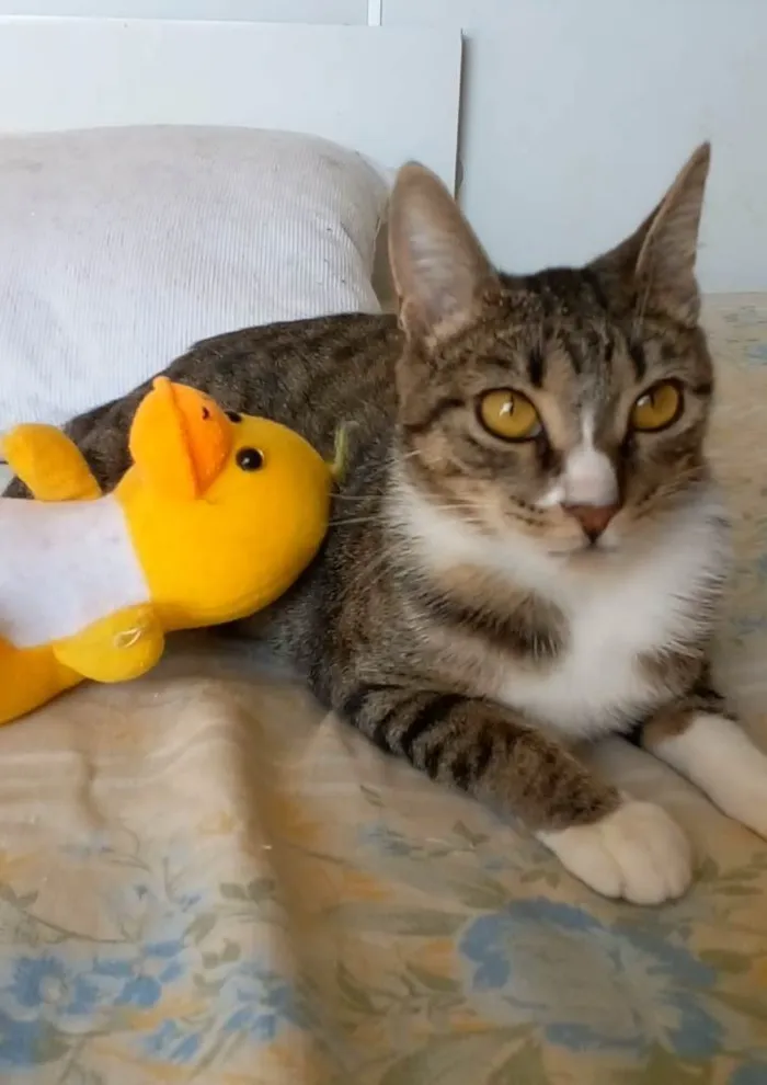 Gato ra a Srd idade 1 ano nome Belinha