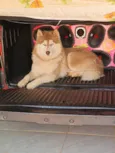 Zeus