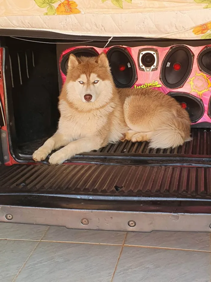 Cachorro raça Rasky siberiano  idade 1 ano nome Zeus