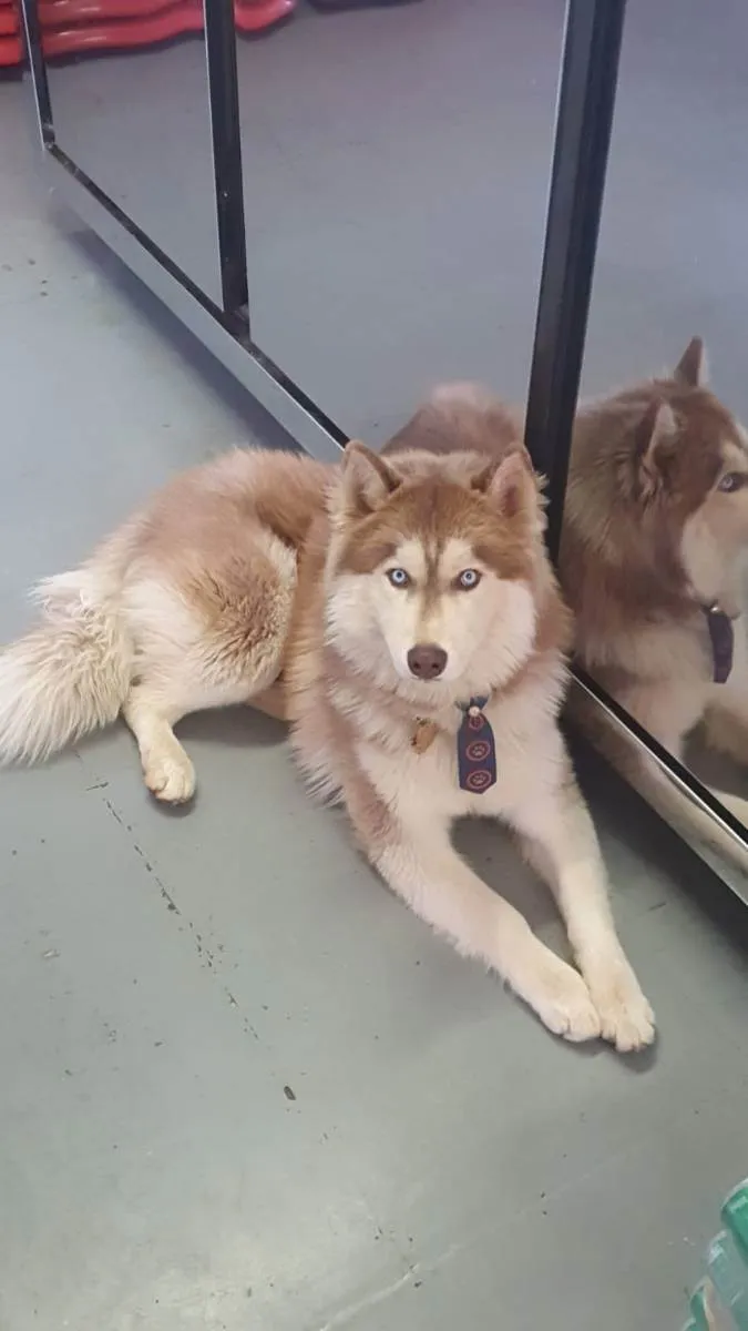Cachorro raça Rasky siberiano  idade 1 ano nome Zeus