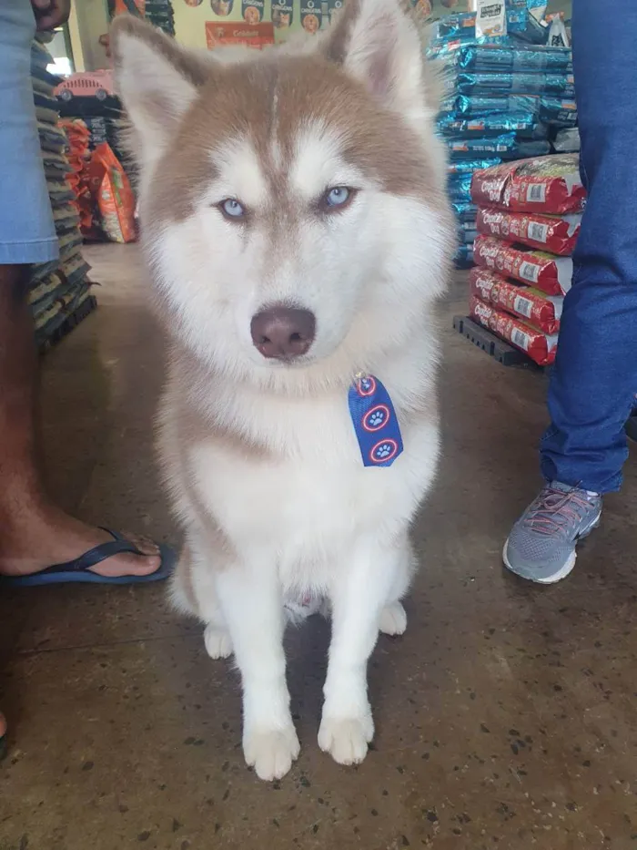 Cachorro raça Rasky siberiano  idade 1 ano nome Zeus