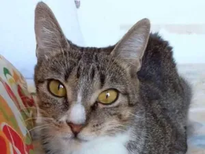 Gato raça Srd idade 1 ano nome Belinha