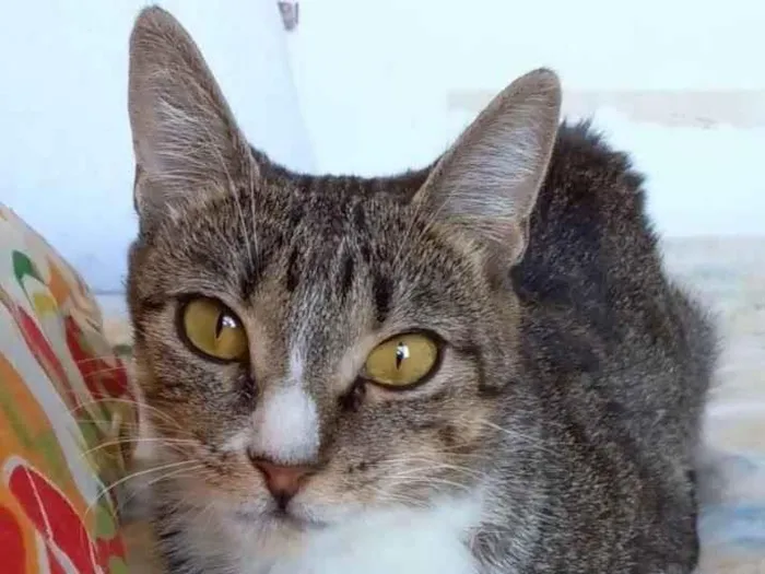 Gato ra a Srd idade 1 ano nome Belinha