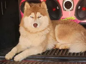 Cachorro raça Rasky siberiano  idade 1 ano nome Zeus