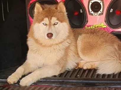 Cachorro raça Rasky siberiano  idade 1 ano nome Zeus