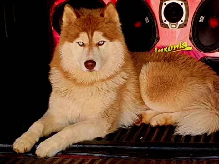 Cachorro raça Rasky siberiano  idade 1 ano nome Zeus