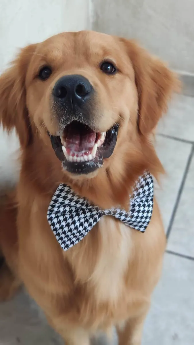 Cachorro raça Golden Retriver idade 3 anos nome Hulk