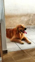 Cachorro raça Golden Retriver idade 3 anos nome Hulk