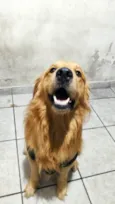 Cachorro raça Golden Retriver idade 3 anos nome Hulk