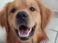 Cachorro raça Golden Retriver idade 3 anos nome Hulk