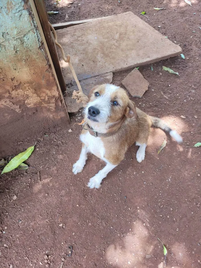 Cachorro ra a Vira lata idade 3 anos nome Bob