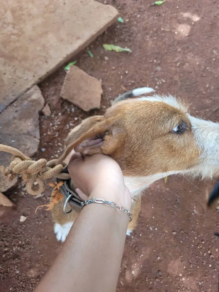 Cachorro ra a Vira lata idade 3 anos nome Bob