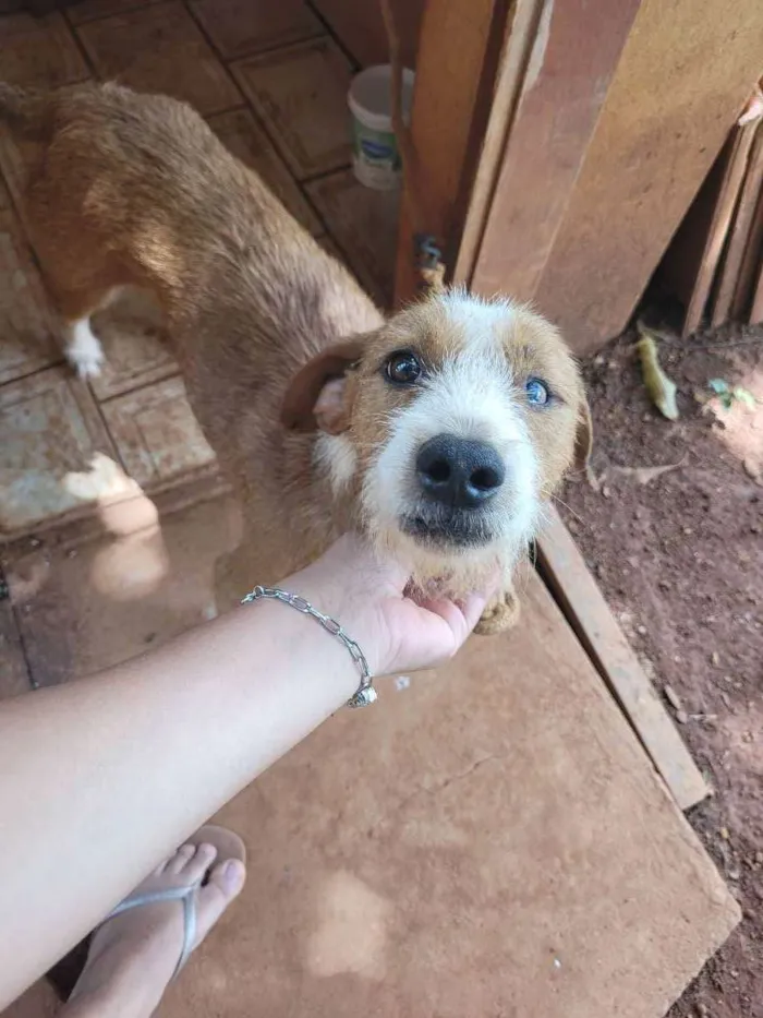 Cachorro ra a Vira lata idade 3 anos nome Bob